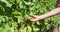 Woman Holding Fresh Grapes Growing In Vineyard