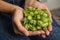 Woman holding fresh green hops, closeup.