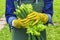 Woman holding fresh lettuce leaves and spring onions