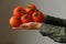 A woman holding a fresh tomatoes in hands. Farmer holding fresh organic tomatoes in hands. Concept: agriculture, tomato, nature