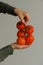 A woman holding a fresh tomatoes in hands. Farmer holding fresh organic tomatoes in hands. Concept: agriculture, tomato, nature