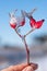 Woman holding frosty rose hip agains blue sky and blurry winter background