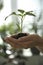 Woman holding green pepper seedling against background, closeup