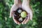 Woman holding handful of fresh Chestnuts picked from the forest