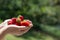 A woman holding a handful of strawberry fruit in a green garden during summer harvest