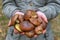 Woman holding in hands gathered butter mushrooms against autumn forest landscape. Human hands with heap of Suillus luteus edible