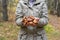 Woman holding in hands gathered butter mushrooms against autumn forest landscape. Human hands with heap of Suillus luteus edible