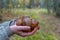 Woman holding in hands gathered butter mushrooms against autumn forest landscape. Human hands with heap of Suillus luteus edible