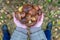 Woman holding in hands gathered butter mushrooms against autumn forest landscape. Human hands with heap of Suillus luteus edible