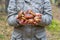 Woman holding in hands gathered butter mushrooms against autumn forest landscape. Human hands with heap of Suillus luteus edible