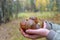 Woman holding in hands gathered butter mushrooms against autumn forest landscape. Human hands with heap of Suillus luteus edible