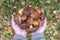 Woman holding in hands gathered butter mushrooms against autumn forest landscape. Human hands with heap of Suillus luteus edible