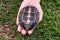 Woman holding in hands small turtle. Turtle is afraid and hides in shell.