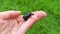 woman holding large Madagascar hissing cockroach in palm. Gromphadorhina portentosa