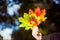 Woman holding maple leaves