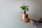 Woman holding peperomia polybotrya peperomia raindrop