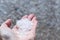 Woman is holding pieces  ice crystals of hail in springtime after hail storm