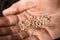 Woman holding pile of tomato seeds, closeup. Vegetable planting