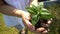 Woman holding plant tree sprout in slow motion.