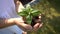 Woman holding plant tree sprout in slow motion.