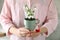 Woman holding pot with beautiful snowdrops and traditional martisor indoors, closeup. Symbol of first spring day