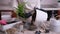 Woman holding Potted Dracaena house plant at home