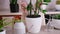 Woman holding Potted Zamioculcas house plant at home
