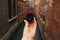 Woman holding red box with engagement ring front venetian canal. An offer of marriage in Venice, Italy