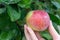 Woman holding ripe apple in the hand.