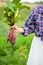 Woman holding a ripe beetroot. Local farming, harvesting concept