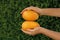 Woman holding ripe juicy mangos outdoors, closeup. Space for text