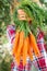 Woman holding and show a lot of orange natural carrots - nature and organic bio food healthy nutrition concept with pure