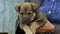 Woman holding small puppy in her hands