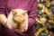 Woman holding small rabbit. Christmas tree in the background