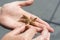 A woman is holding a small starfish in the palm of her hand