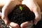 Woman holding soil with green seedling, closeup