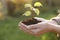 Woman holding soil with young green seedling, closeup. Planting tree