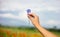 Woman holding summer corn flower in the field. Blurred poppies background