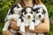 Woman holding three wonderful purebred husky puppies in her hands outdoors. A woman huging husky puppies