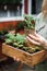 Woman holding tomato plant seedling in biodegradable peat pot