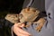 Woman holding two Bearded dragons