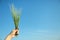 Woman holding wheat spikelets on blue sky background