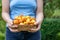 Woman holding wicker basket with large ripe apricots, close-up, apricot harvest concept