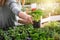 Woman holding young plant of parsley in pot  in greenhouse