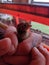 A woman holds a baby Jumbo Coturnix