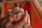 A woman holds a baby Jumbo Coturnix