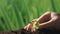 Woman holds the biological sprout of life in his labor hands and plants in the ground on working fields