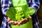 A woman holds a bunch of green grapes in her hands, close-up shot