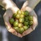 A woman holds full palms of fresh ripe gooseberries.