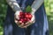 A woman holds full palms of ripe red sweet cherries.